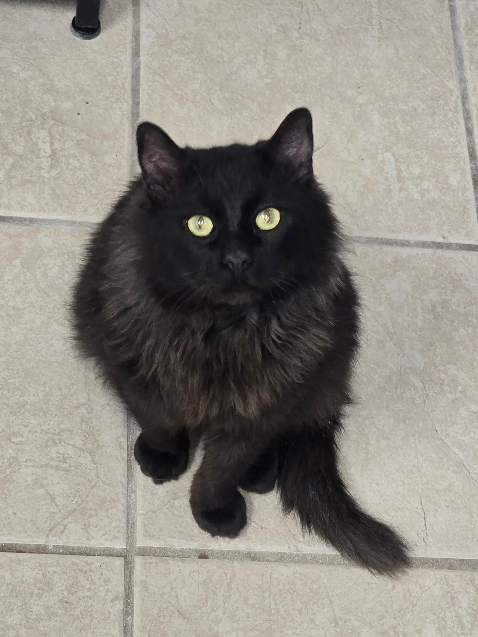 Zeke - Domestic Long Hair