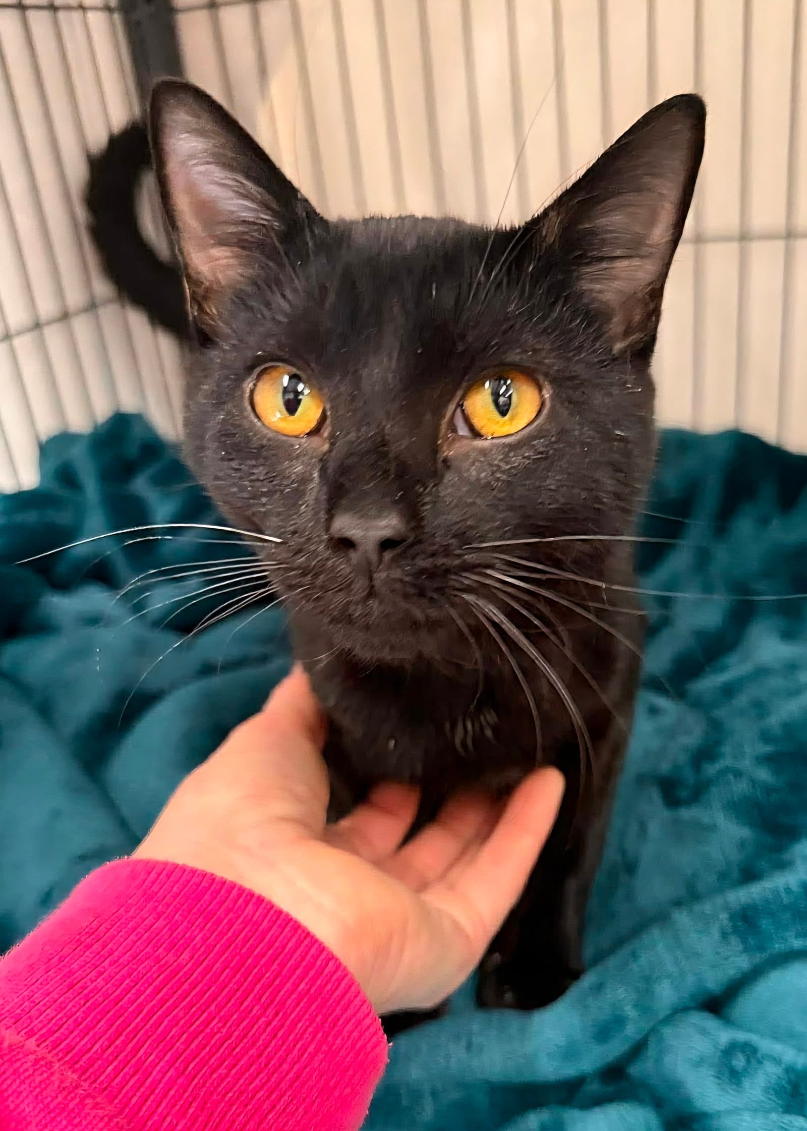 Vader - Domestic Short Hair
