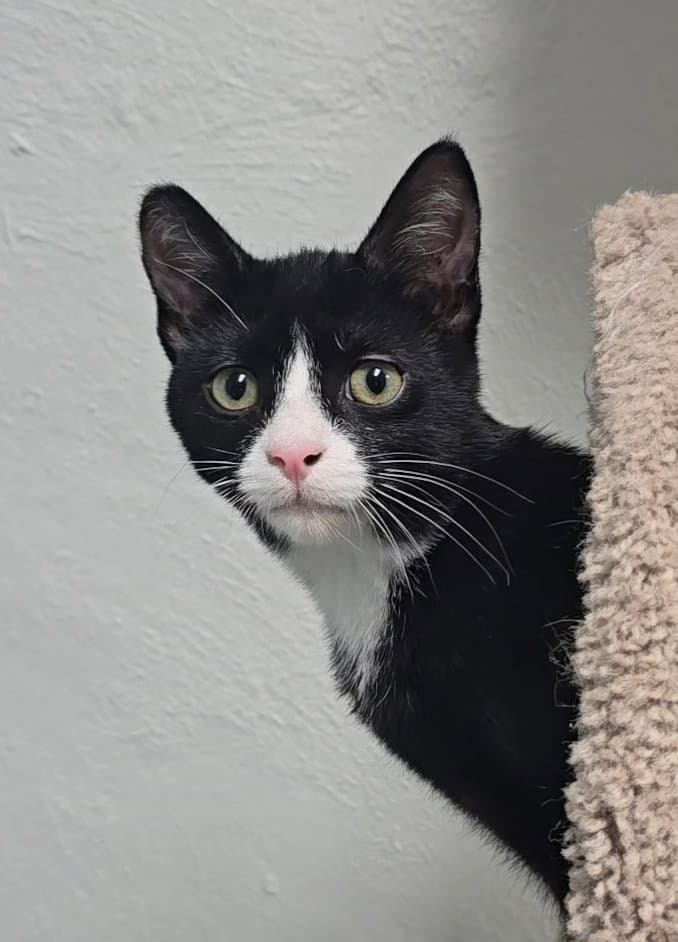 Davinci - Domestic Short Hair