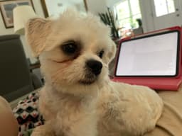Kiko image 2