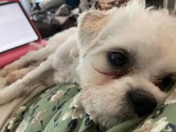 Kiko image 3