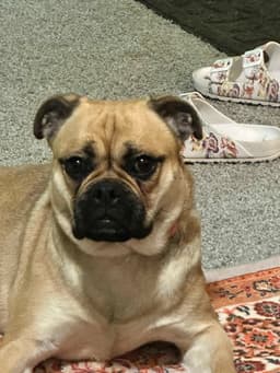 Twix Bella - Cchs image 1