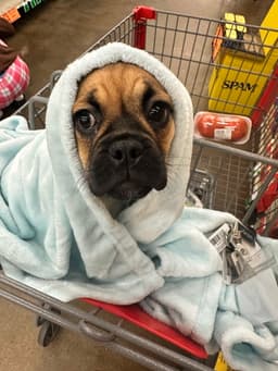 Twix Bella - Cchs image 2