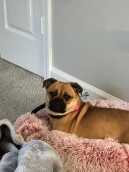 Twix Bella - Cchs image 4