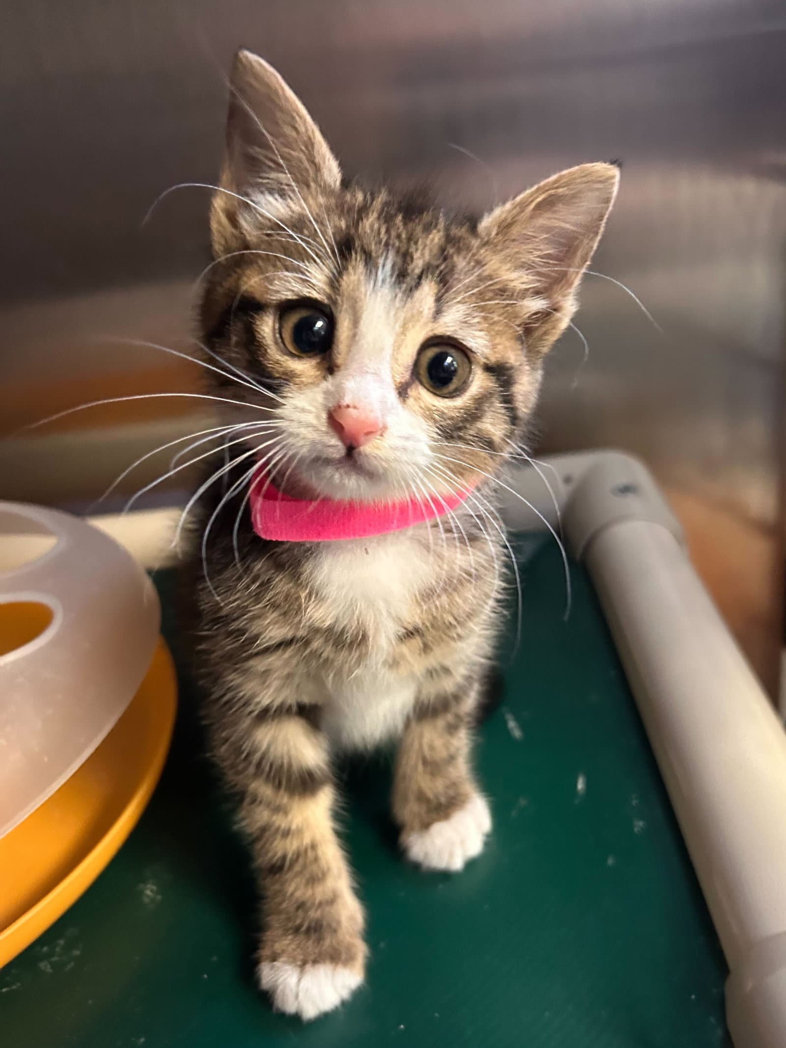 Kiwi - Cchs - Domestic Short Hair