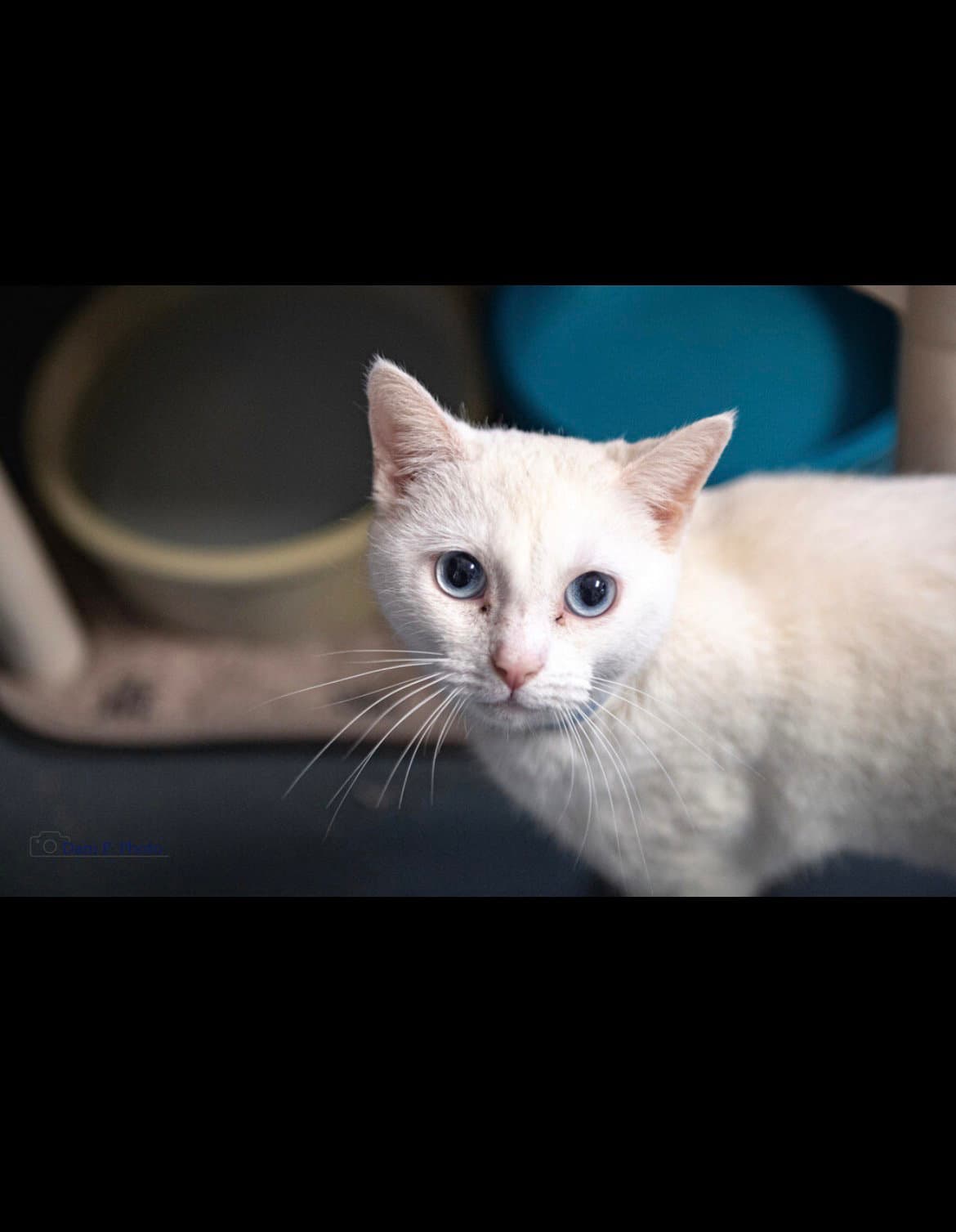 Marshmallow Cchs - Domestic Short Hair