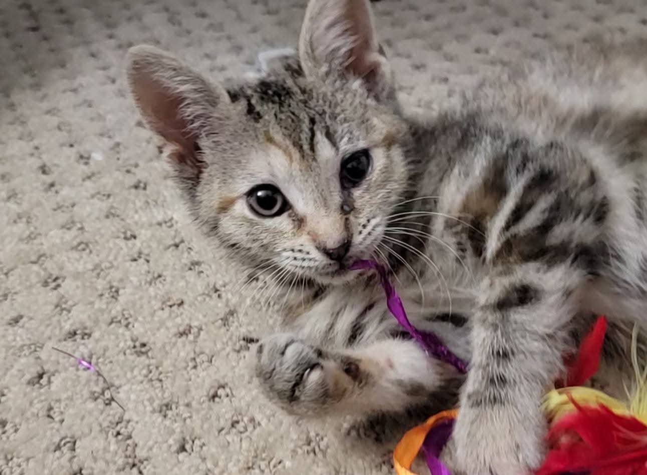 Hyacinth - Domestic Short Hair