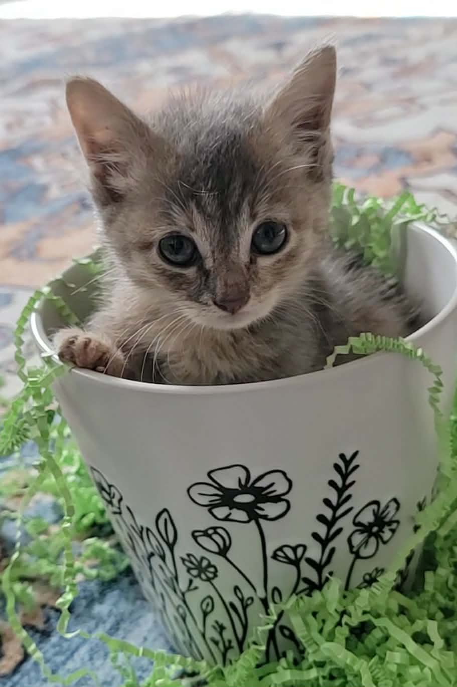 Lily - Domestic Short Hair