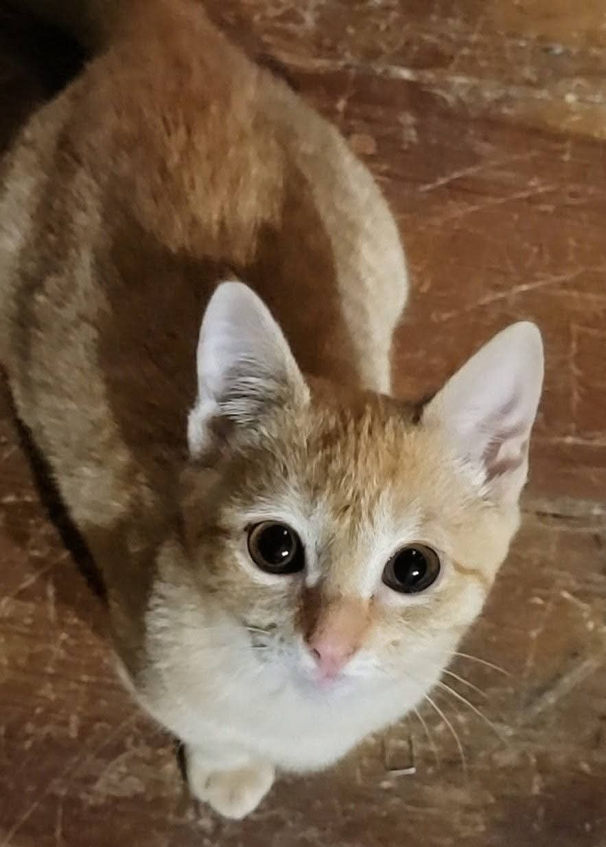 Sunflower - Domestic Short Hair