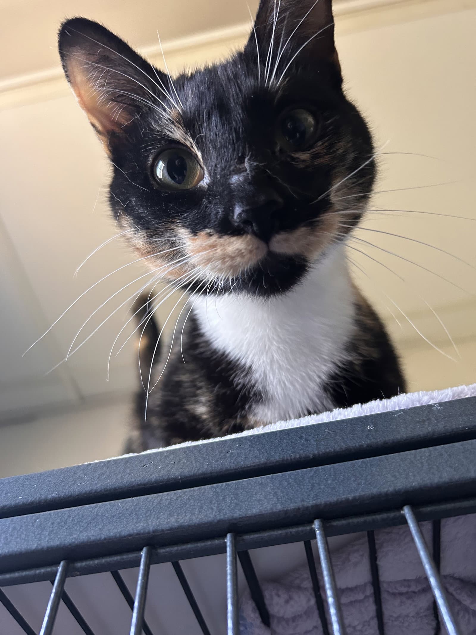 Rosie -Cchs - Tortoiseshell