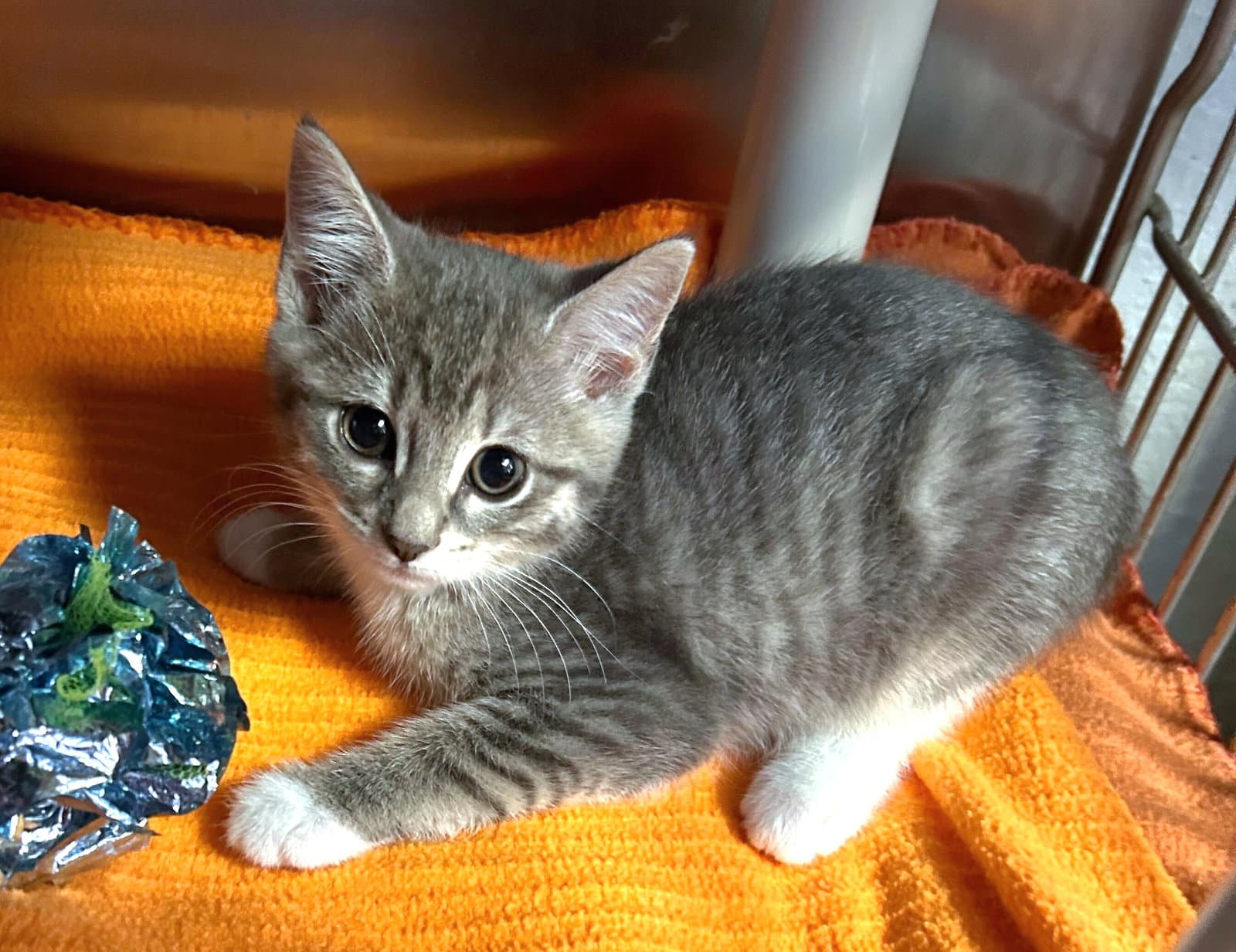 Coconut - Cchs - Domestic Short Hair