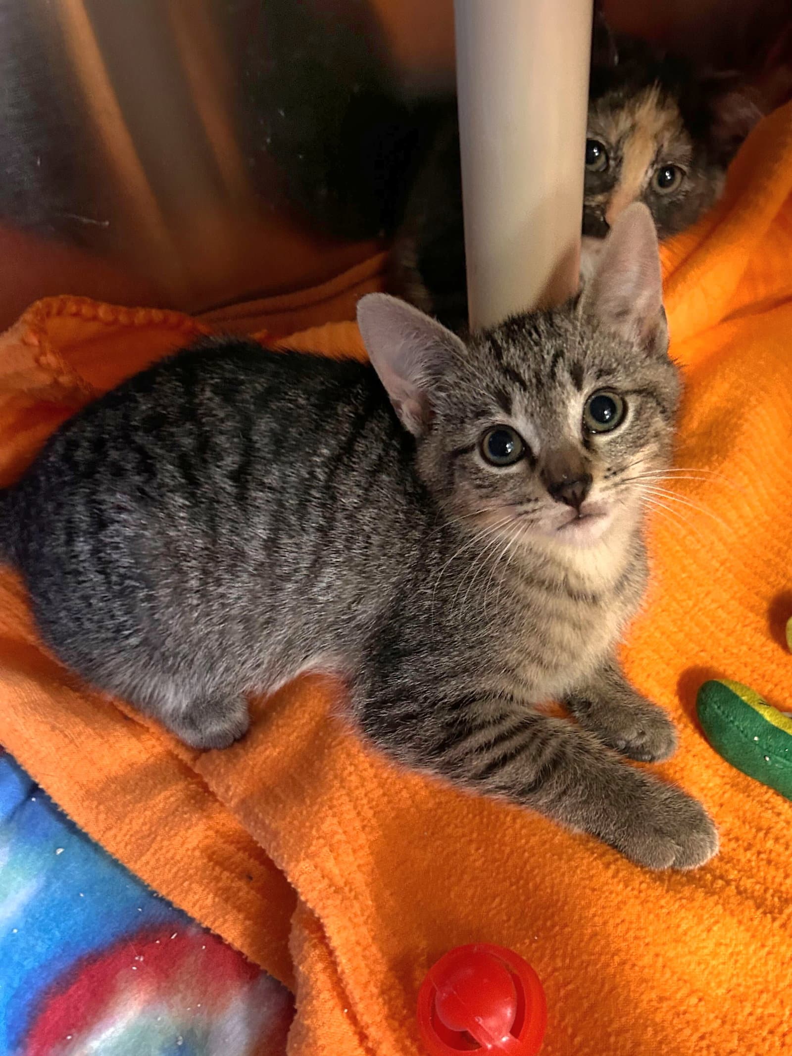 Lime - Cchs - Domestic Short Hair