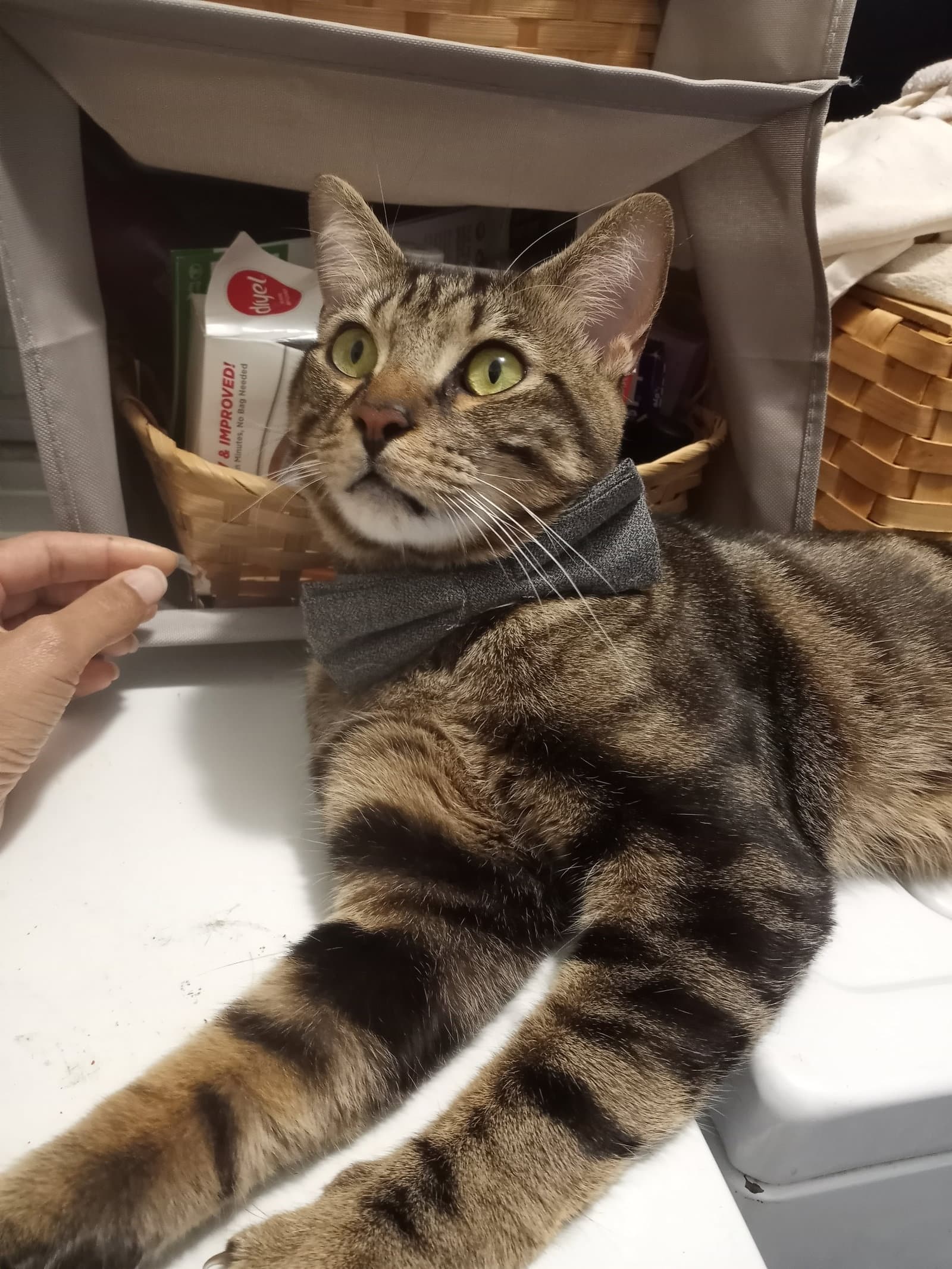 Deebo Cp - Tabby