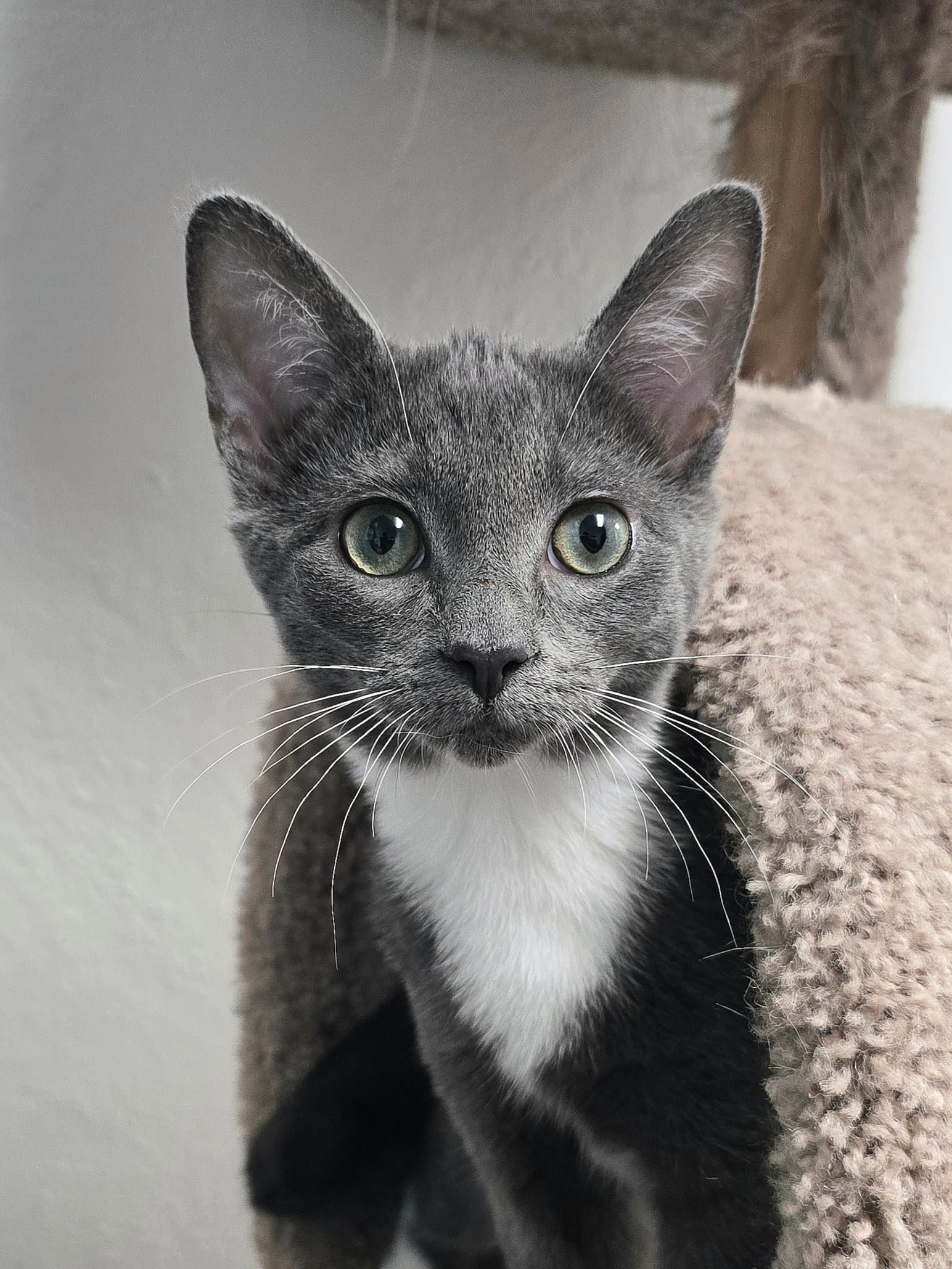 Chai - Domestic Short Hair
