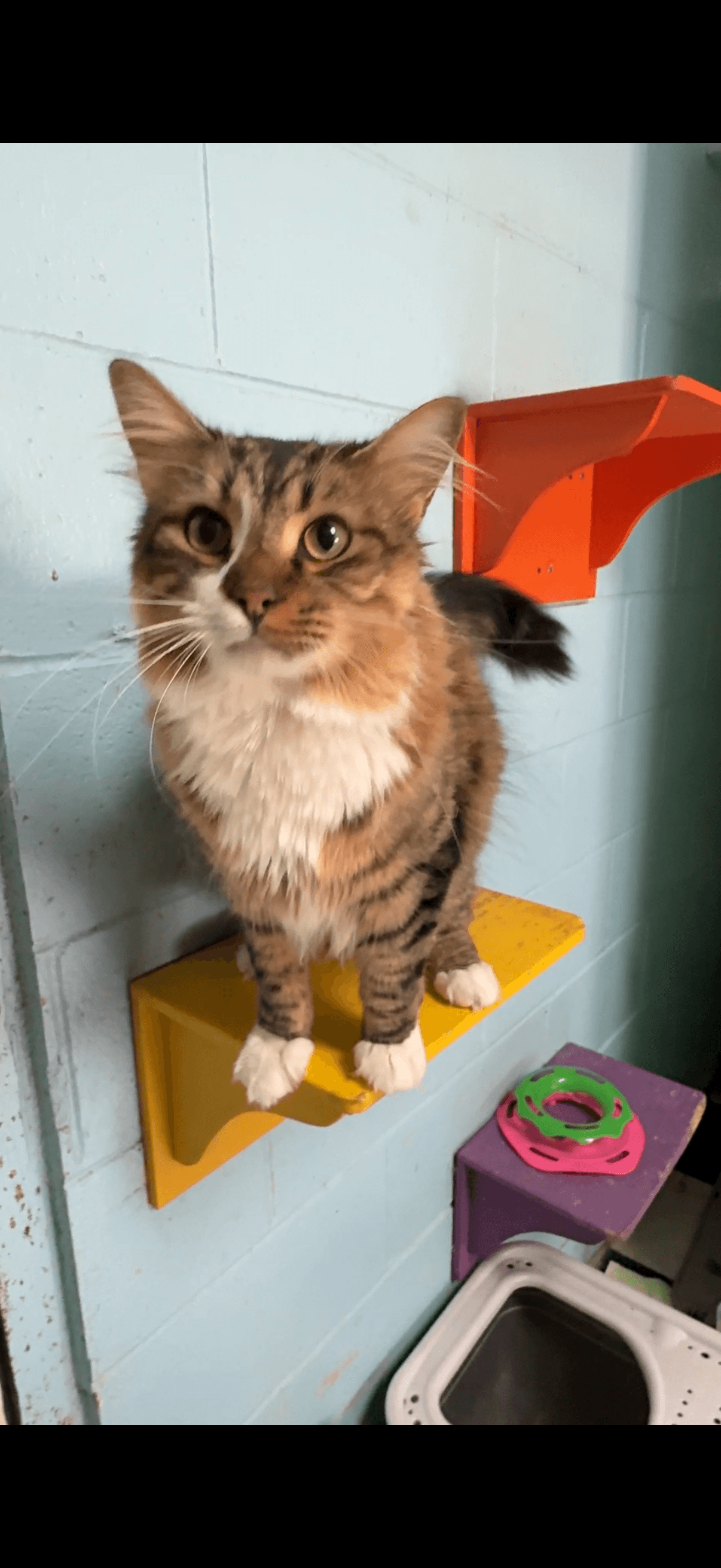 Cheshire - Maine Coon