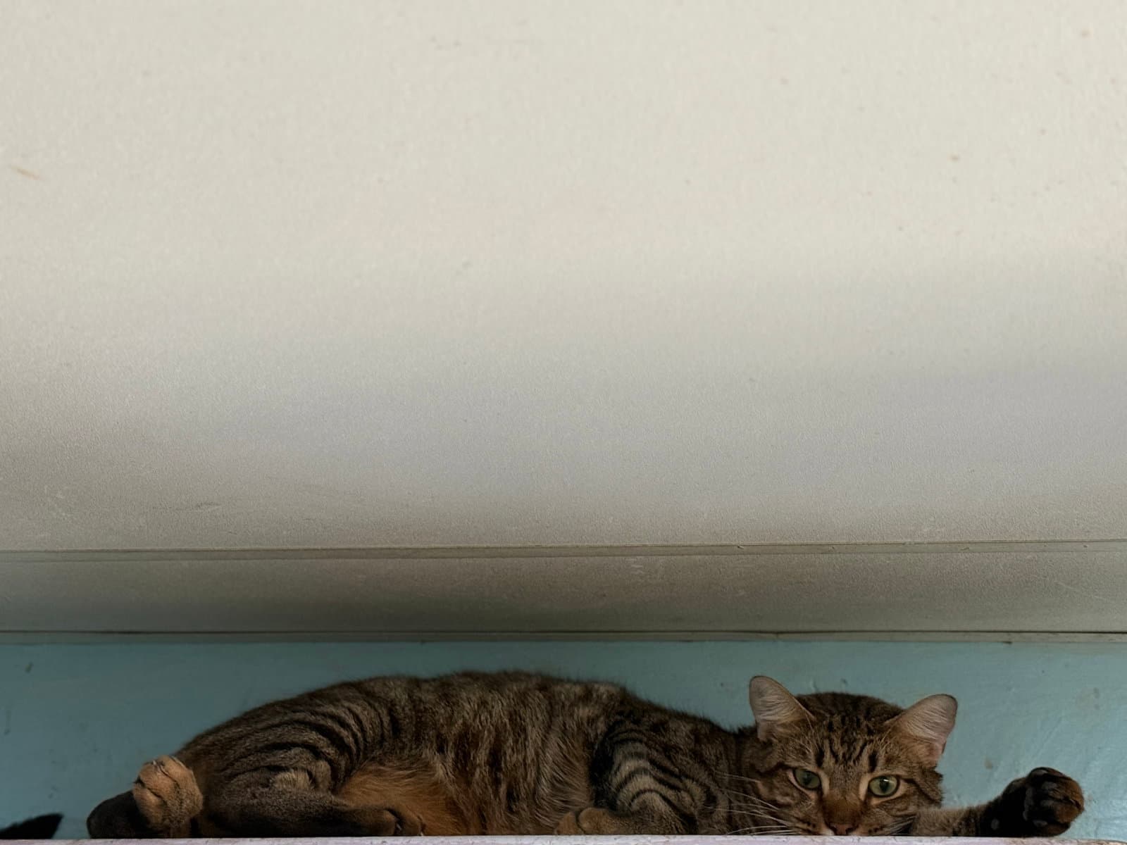 Hawk - Tabby