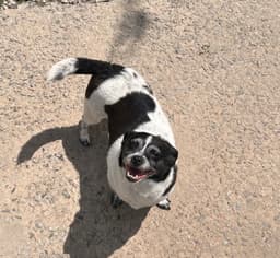 Bella image 1