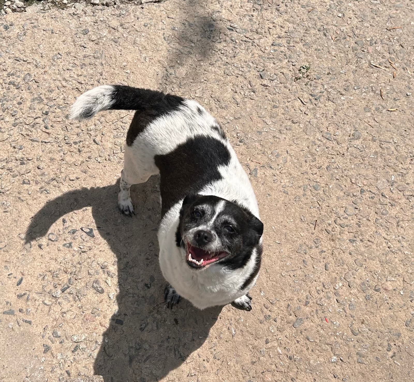 Bella - Rat Terrier