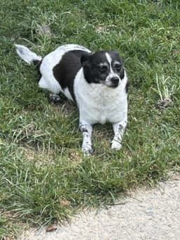 Bella image 2