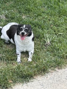 Bella image 4