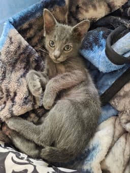 Tippi image 1