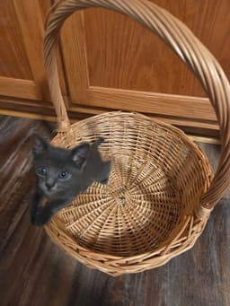 Tippi image 2