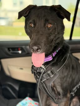 Ernie image 3