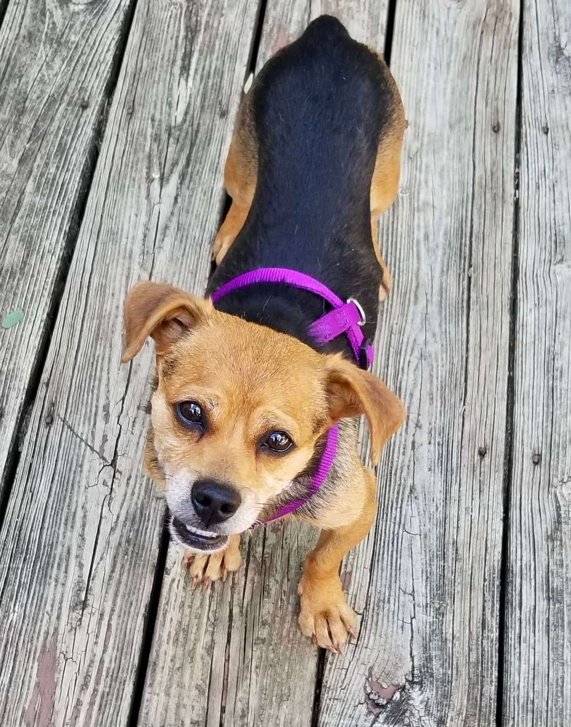 Amy - Beagle