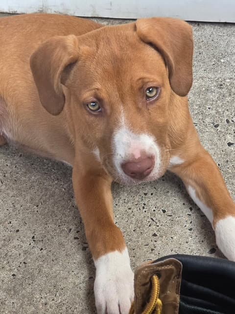 Ruby - Terrier