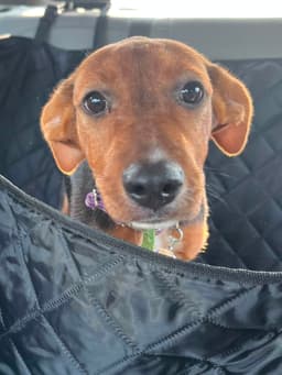 Lexi image 2