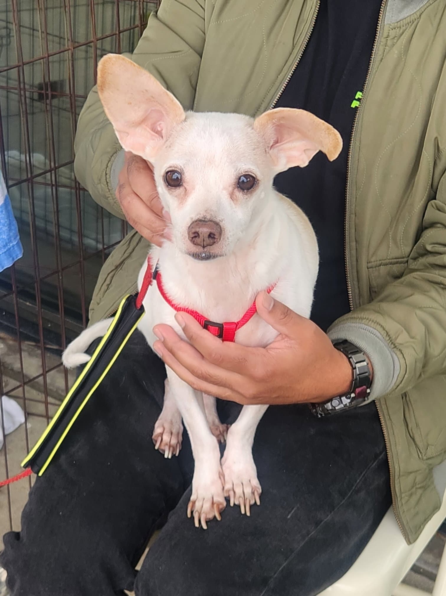 Cain - Chihuahua
