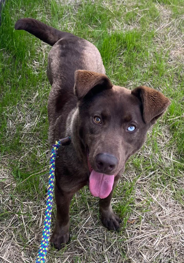 - Calypso - Labrador Retriever