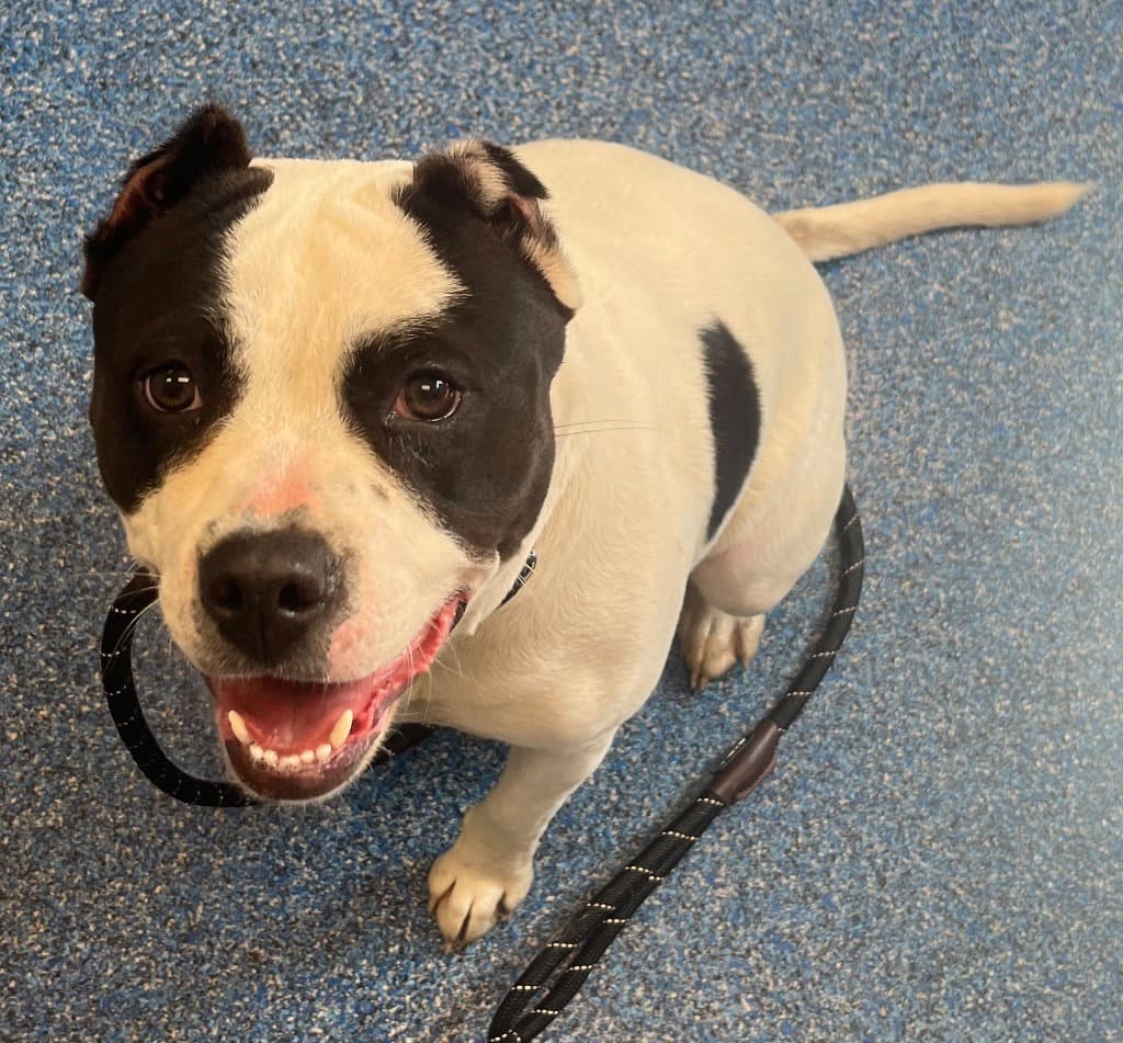 - Twinkie - Pit Bull Terrier