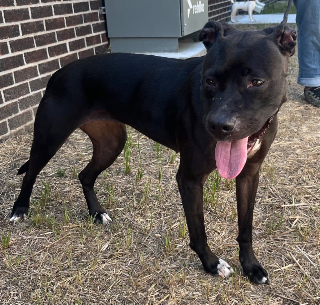 - Diamond - Pit Bull Terrier
