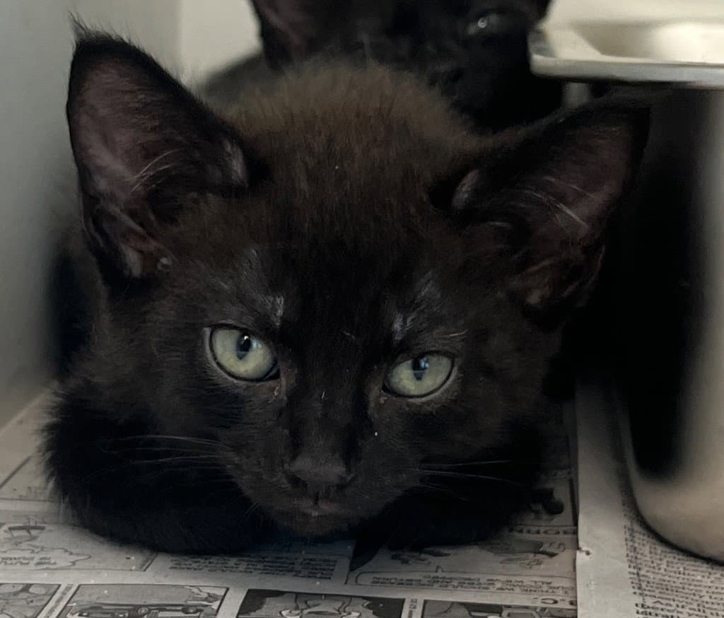 - Vamp - Domestic Short Hair