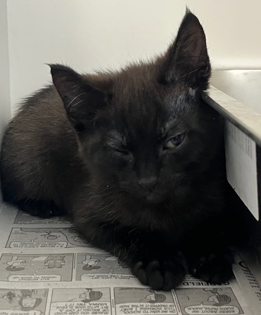- Batman - Domestic Short Hair