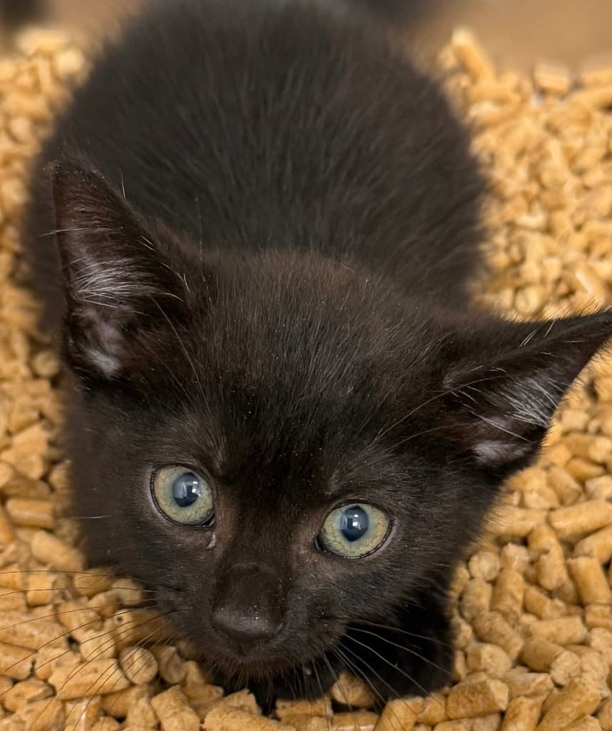 - Selene - Domestic Short Hair