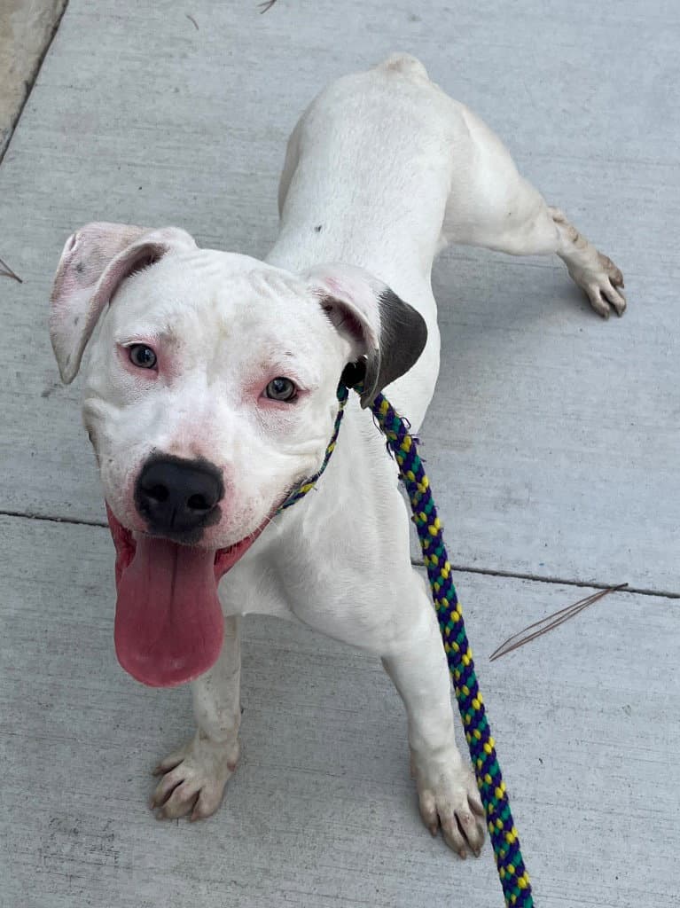 - Dubby - Pit Bull Terrier