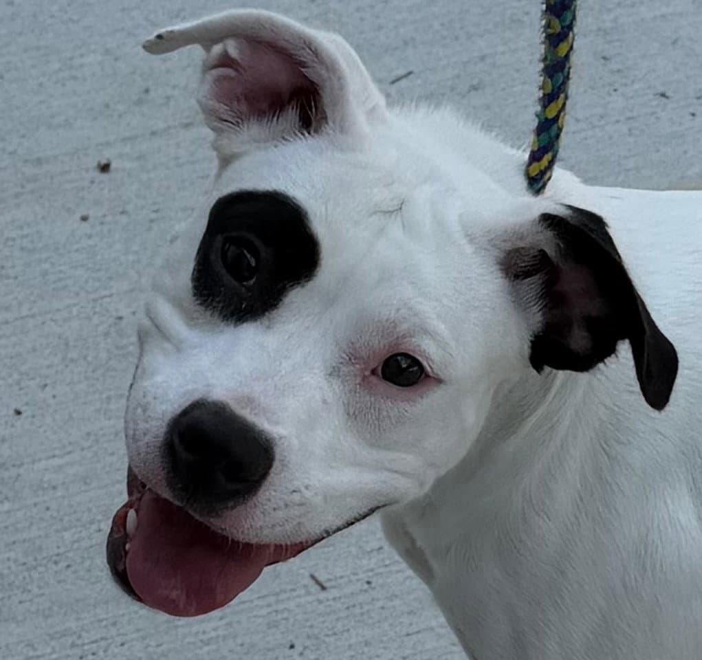 - Bianca - Pit Bull Terrier