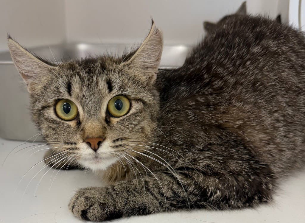 Unknown - Domestic Short Hair