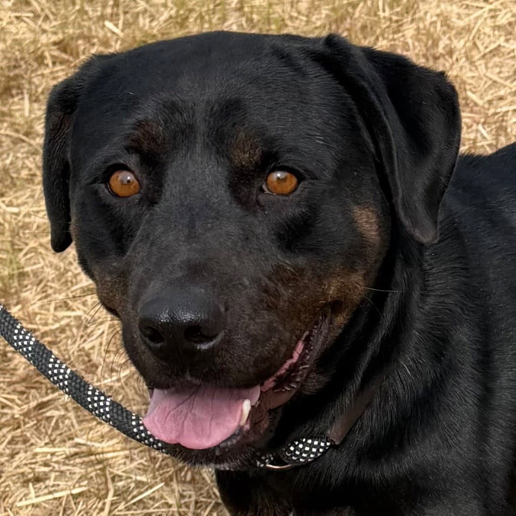 - Irene - Rottweiler