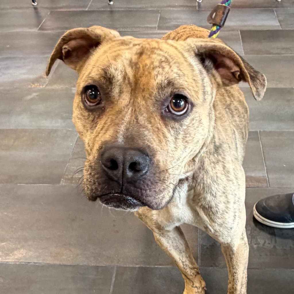 - Tiger - Pit Bull Terrier