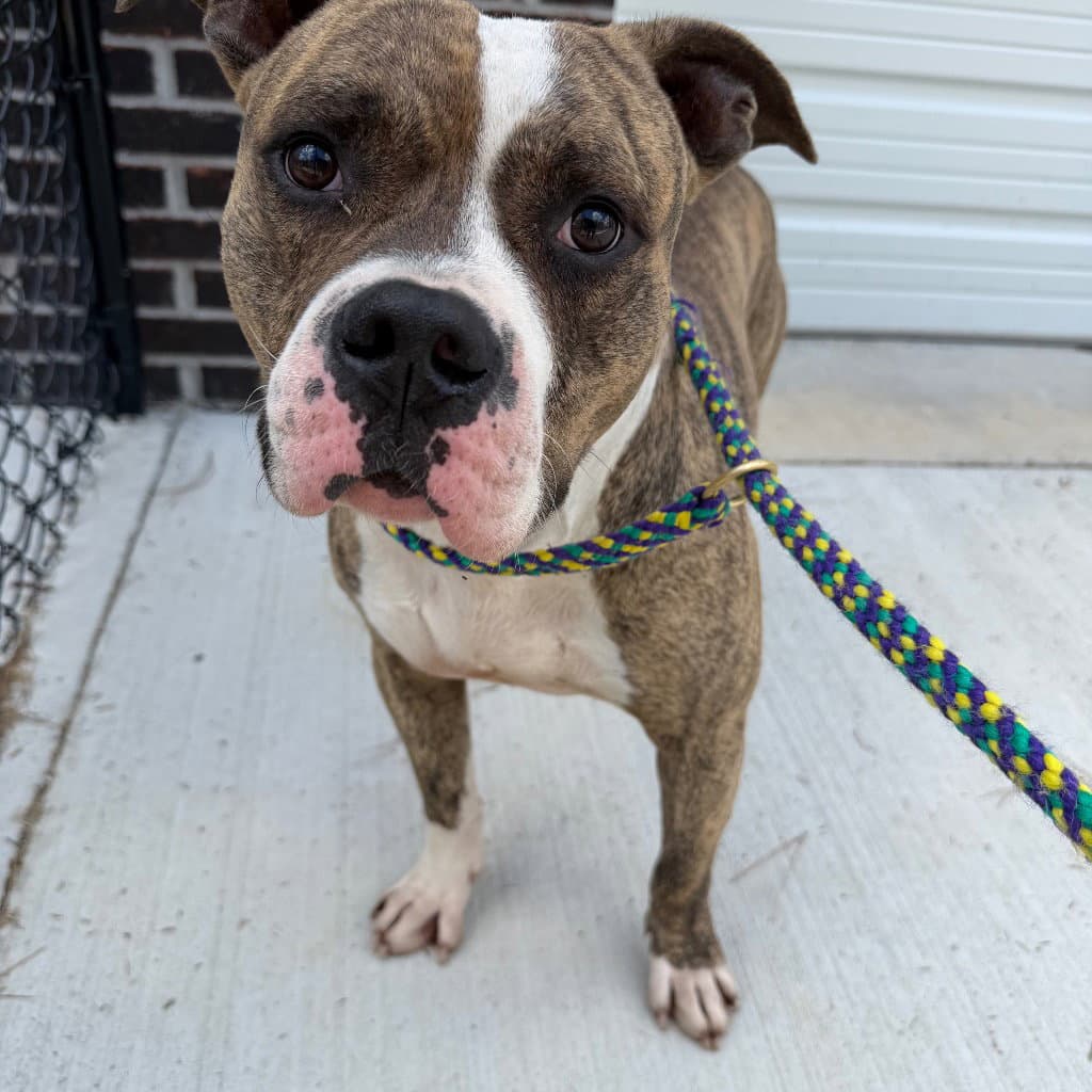 - Paulie - Pit Bull Terrier