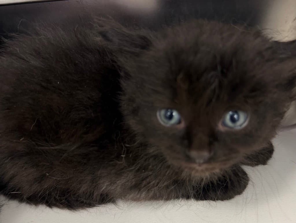 Unknown - Domestic Short Hair