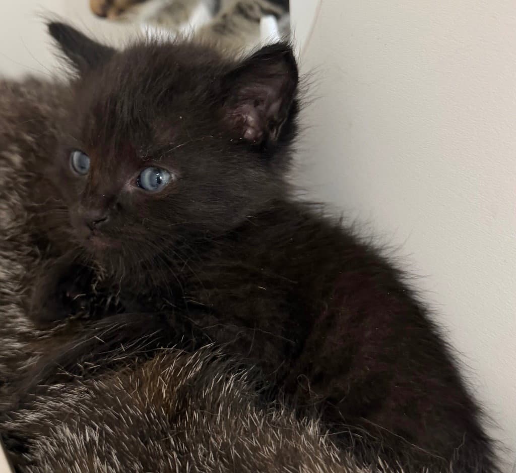 Unknown - Domestic Short Hair