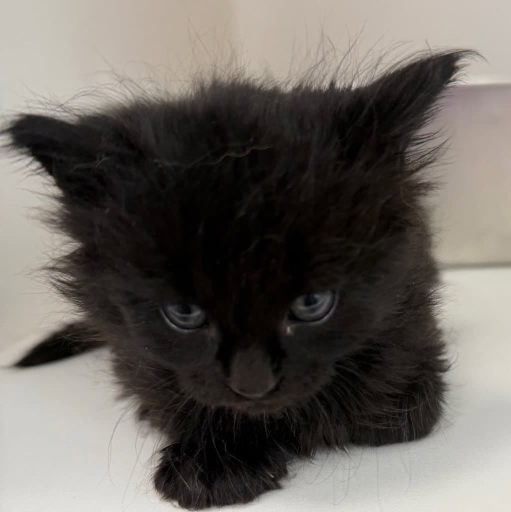 Unknown - Domestic Short Hair