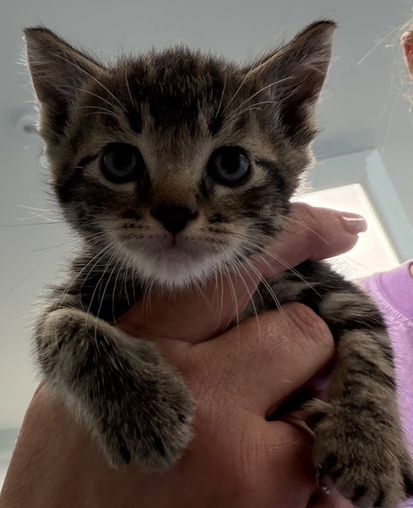 Unknown - Domestic Short Hair