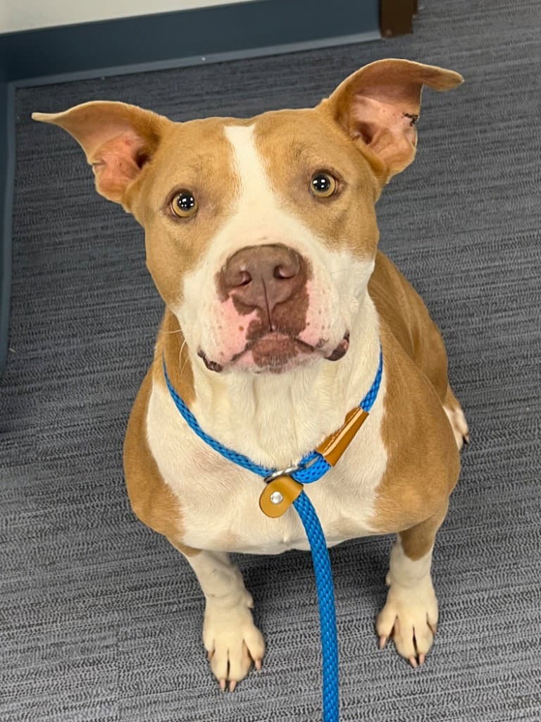 - Lottie - Pit Bull Terrier