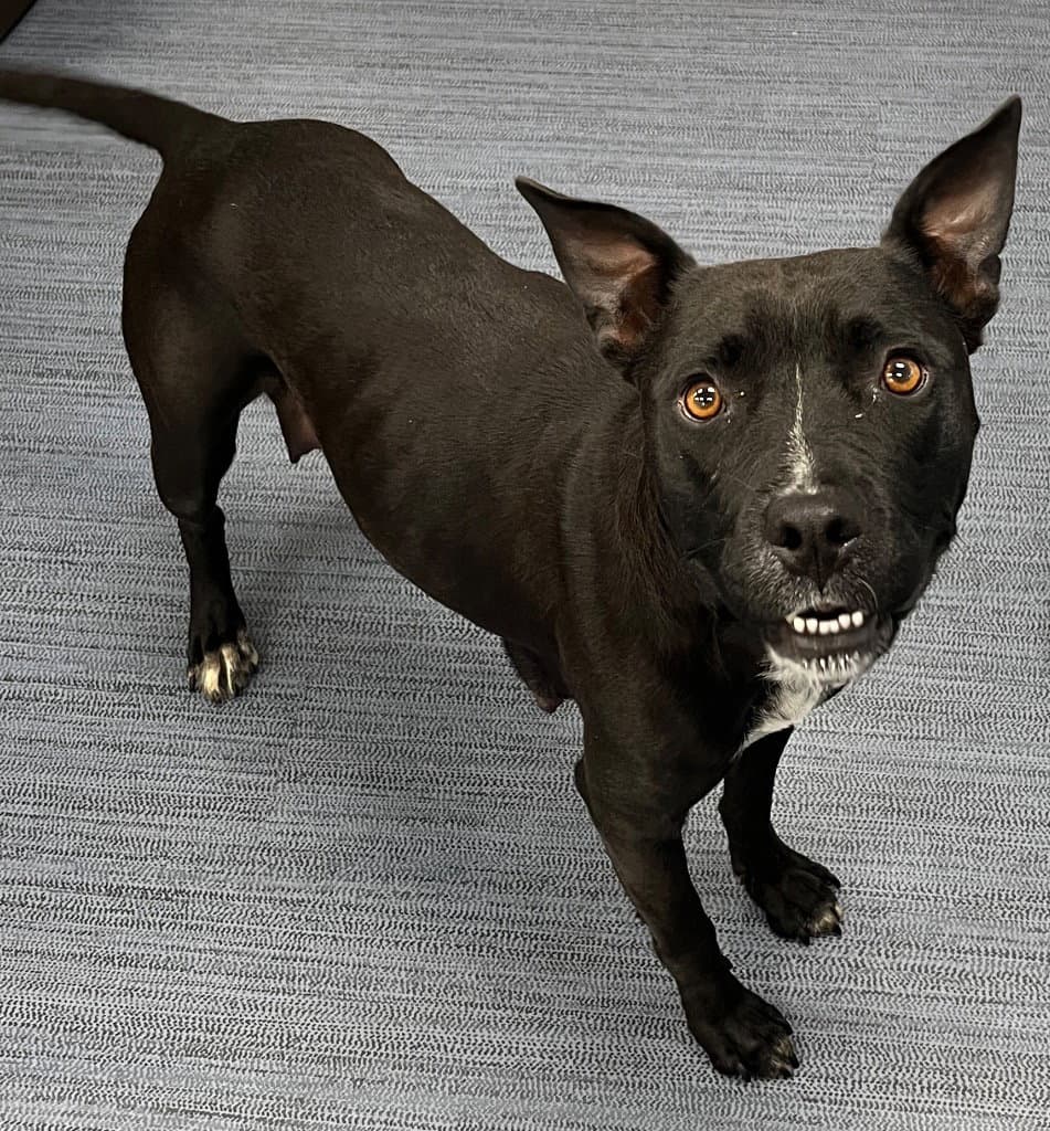 - Lucy - Pit Bull Terrier