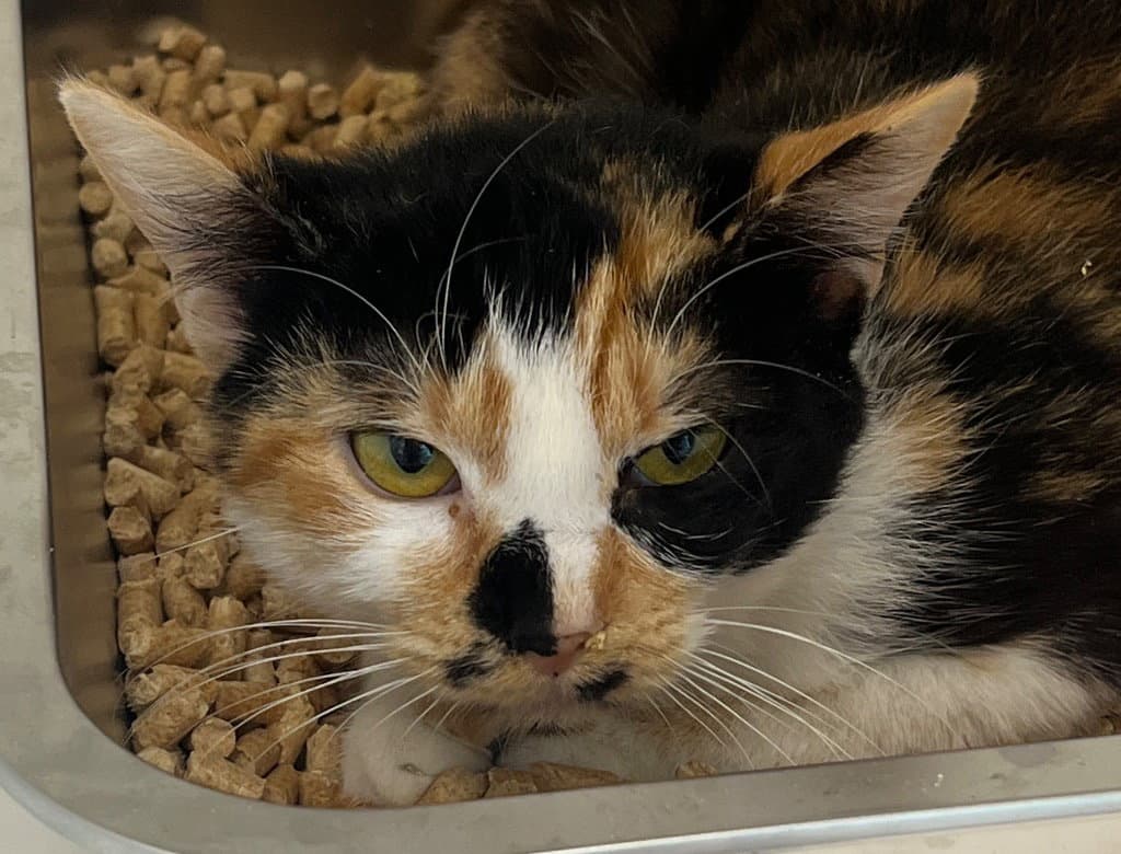 - Lucy - Domestic Short Hair